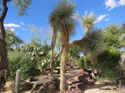 lv desert|outdoor las vegas gardens.